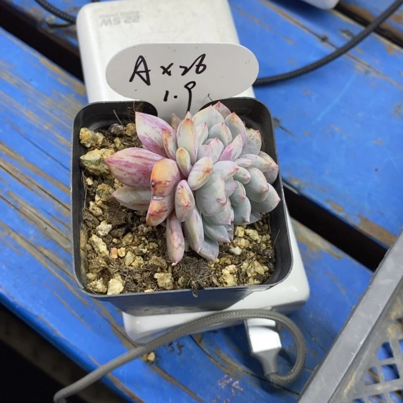【闪购商品】A****Aa