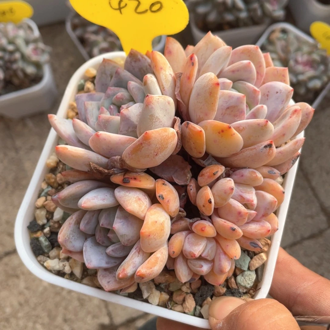 石榴子星影一个420