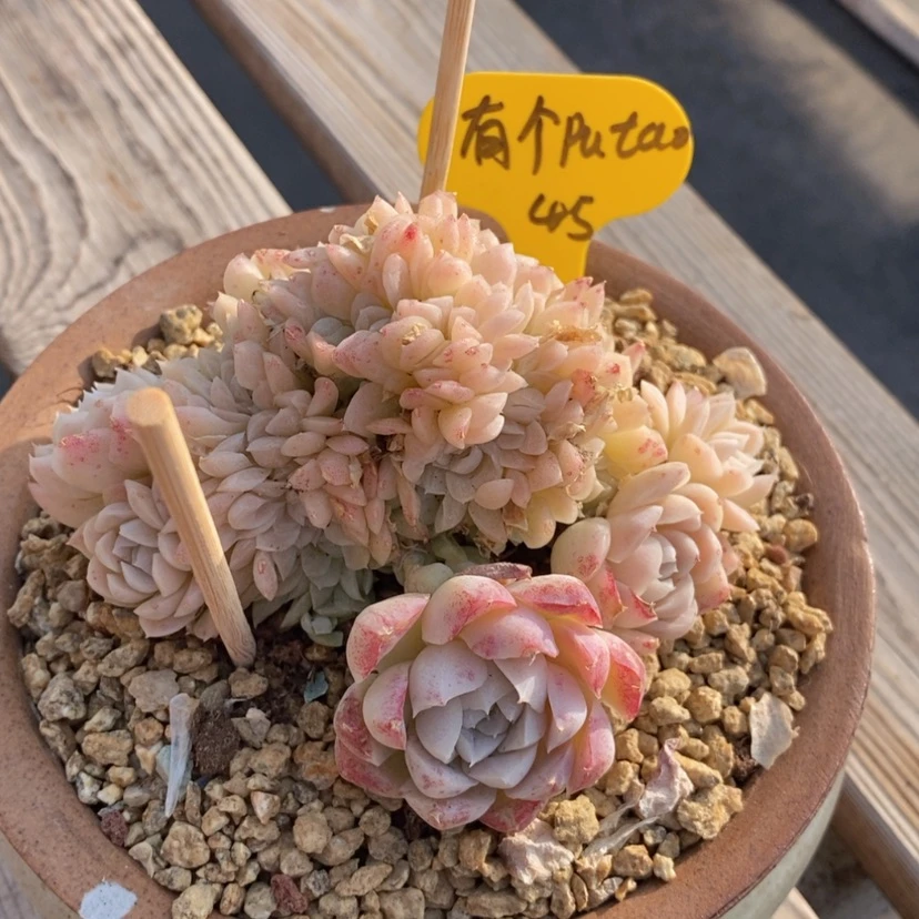 【闪购商品】有***粒白月影缀化