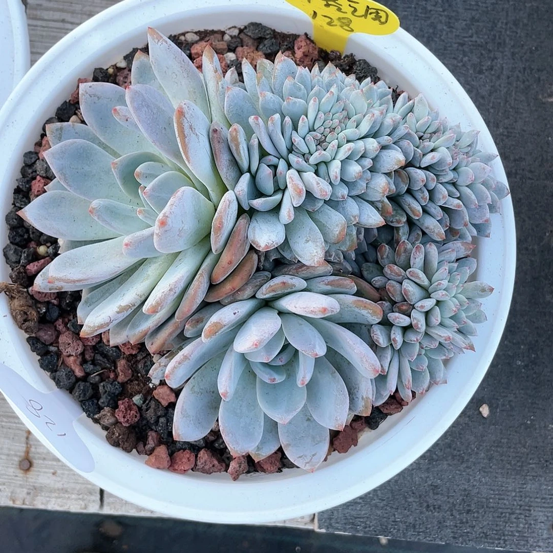 格*星影缀化一个128