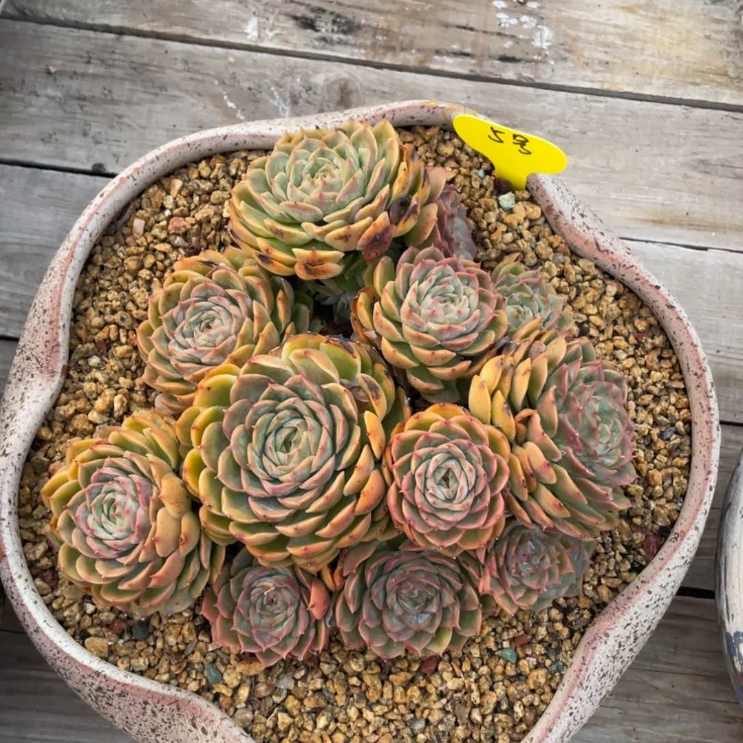 五号昂司诺清台子不包断枝