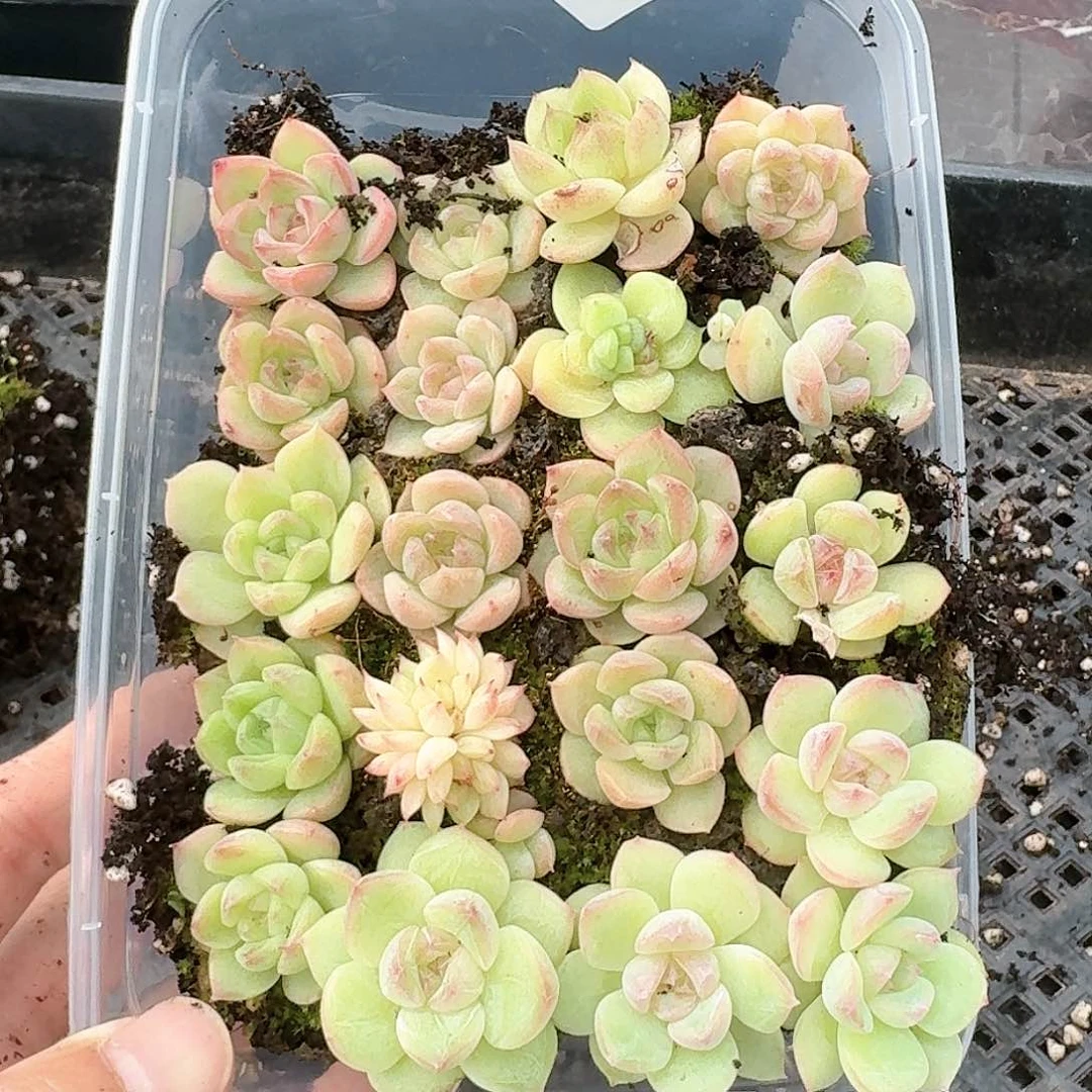 杂交新品珍妮多肉210