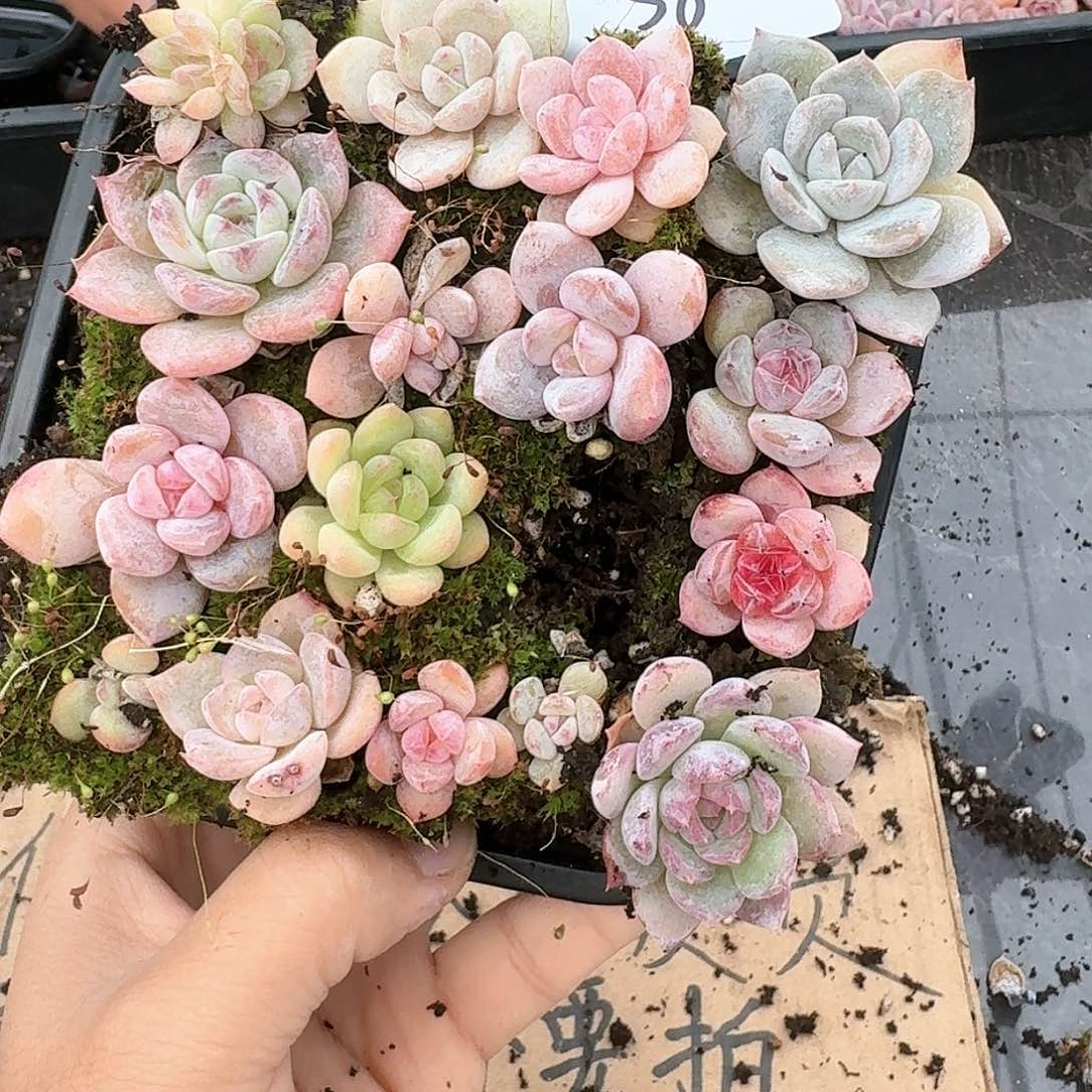 杂交新品珍妮多肉38