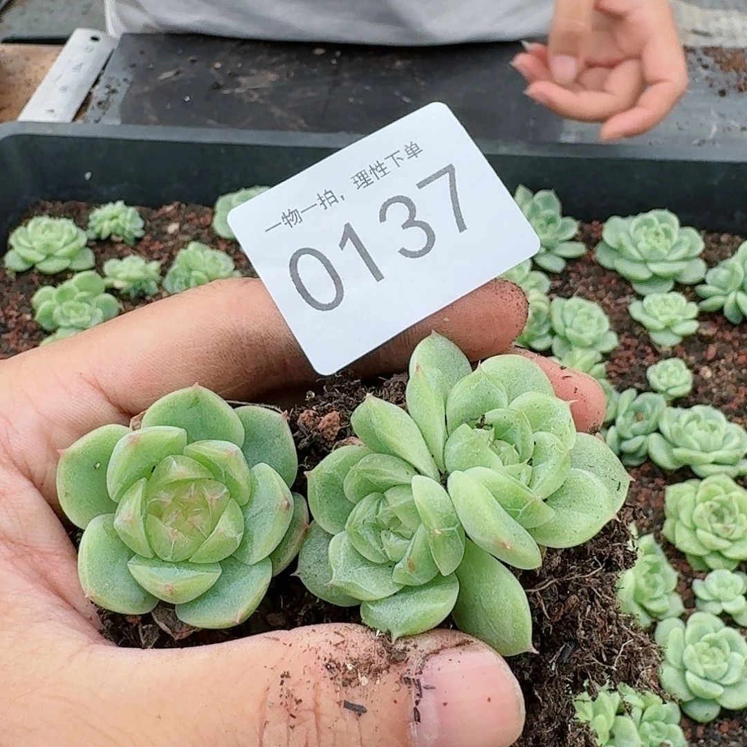 杂交新品珍妮多肉137