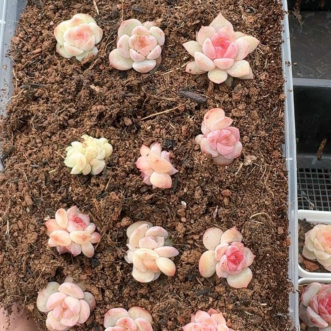 新品珍妮杂交多肉252