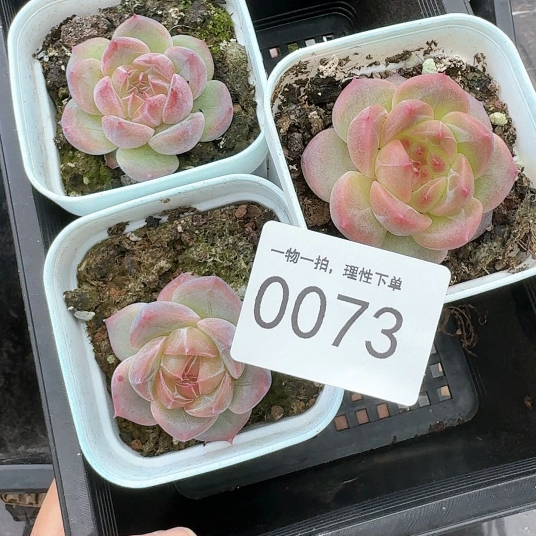 杂交新品珍妮多肉73