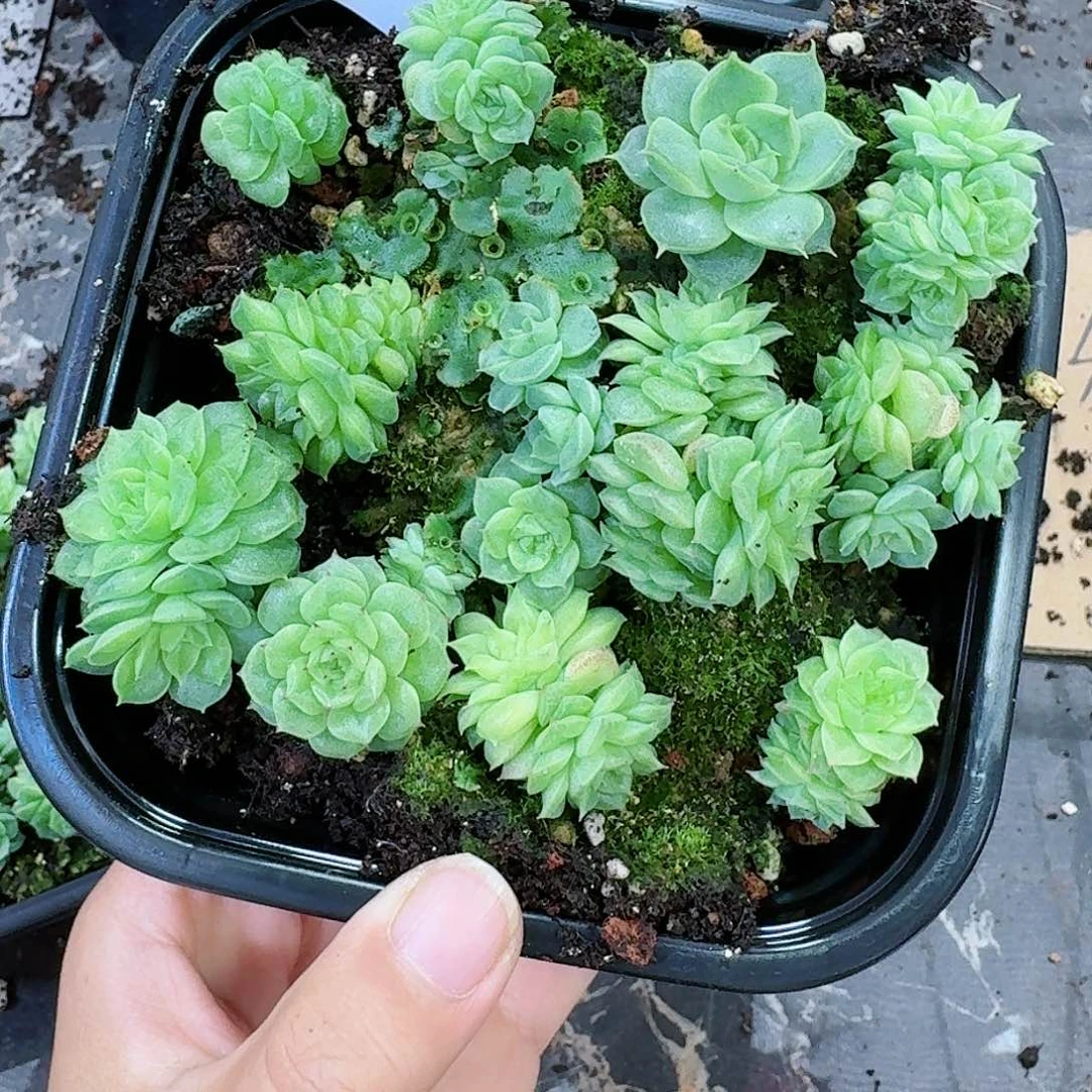 杂交新品珍妮多肉136