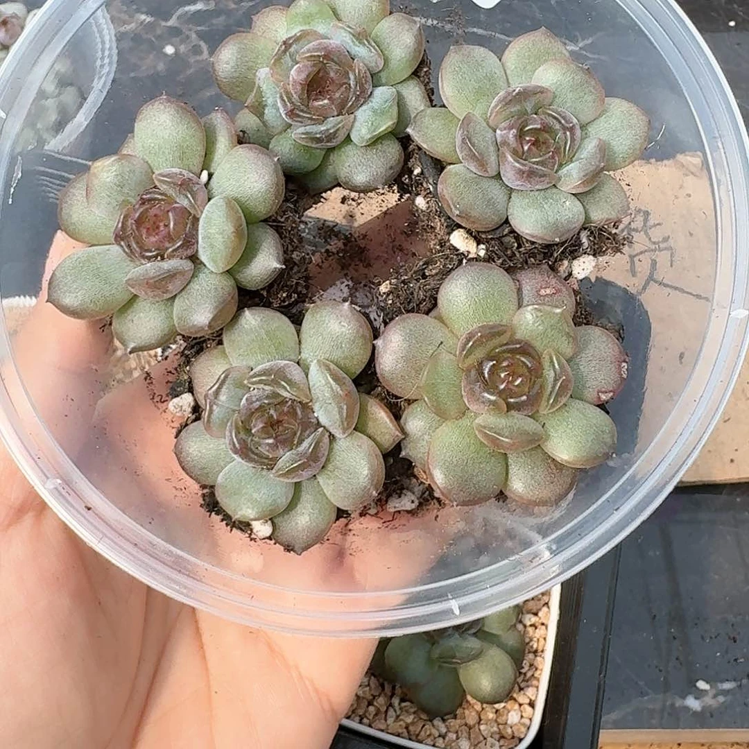 杂交新品珍妮多肉34