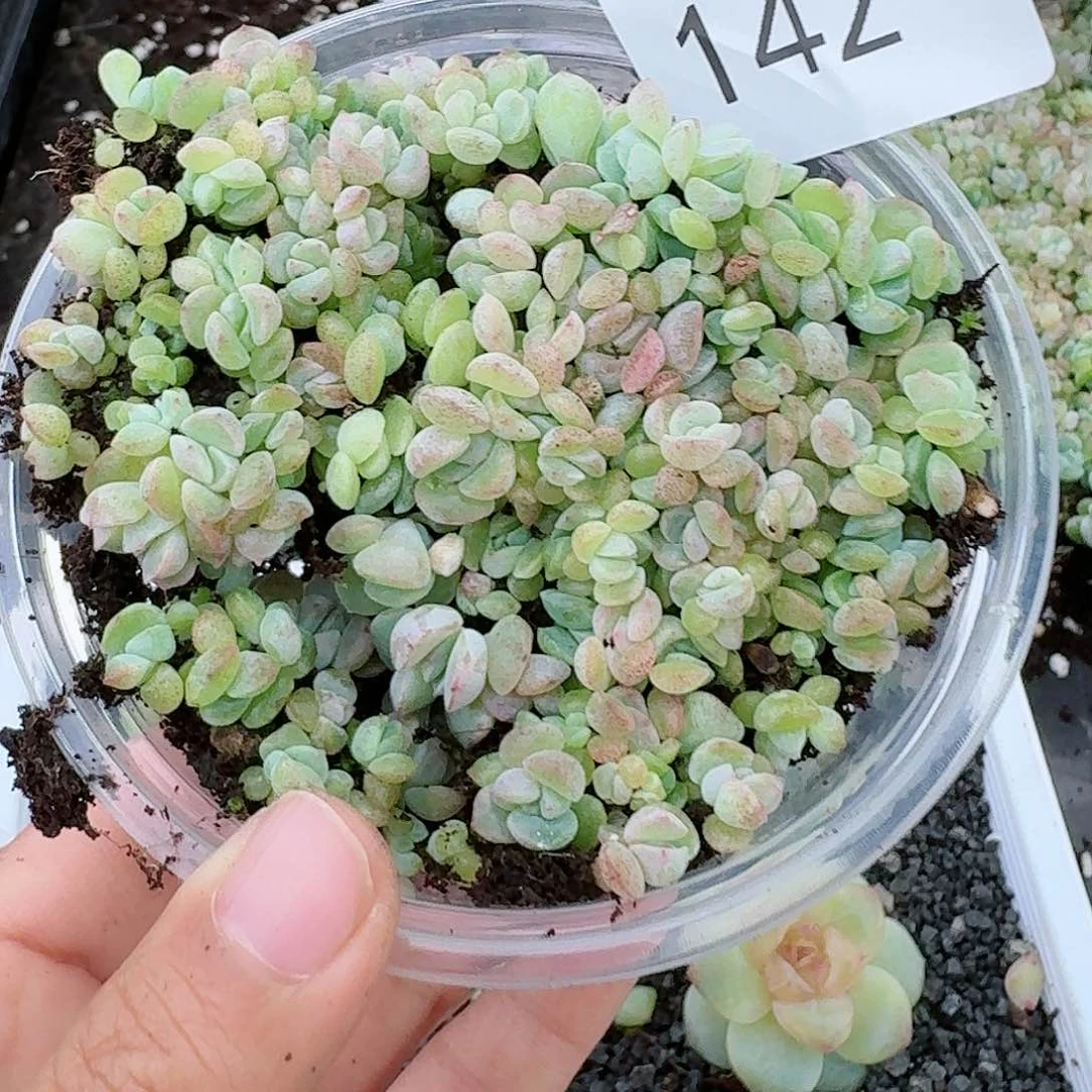 杂交新品珍妮多肉142