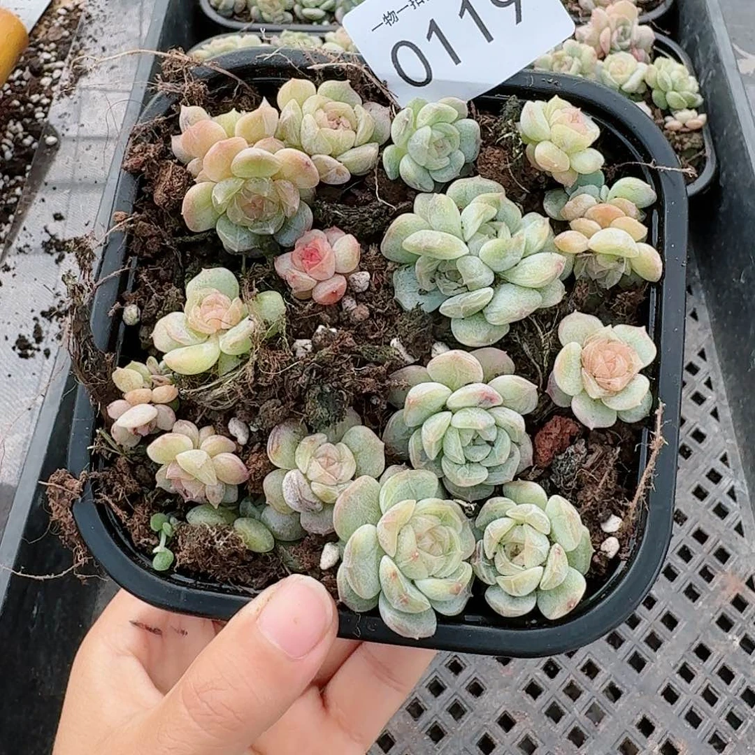 杂交新品珍妮多肉119