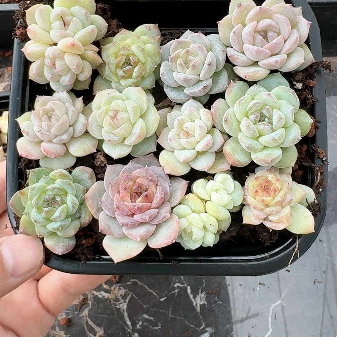 新品杂交珍妮多肉105