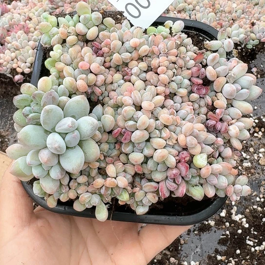 杂交新品珍妮多肉86