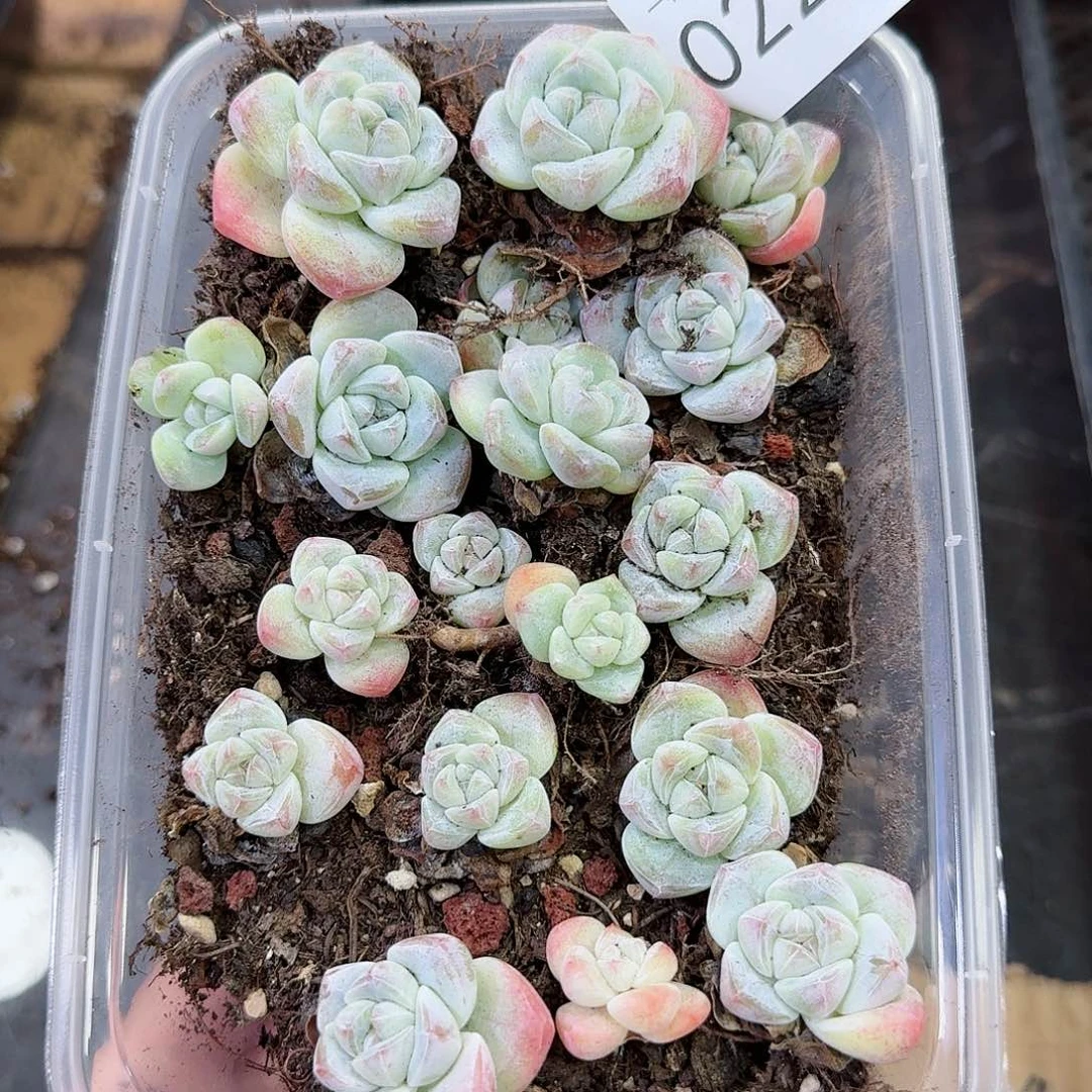 杂交新品珍妮多肉221