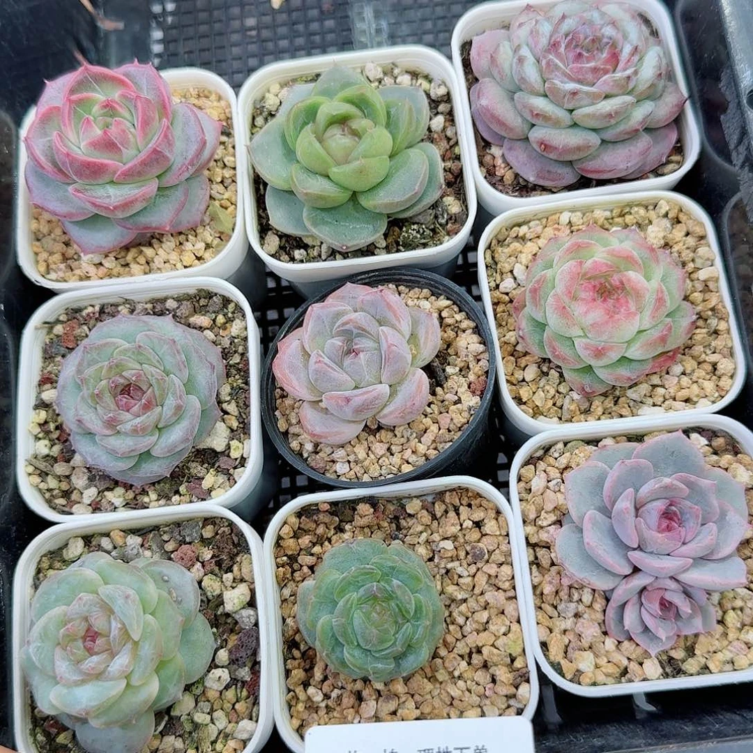 杂交新品珍妮多肉200