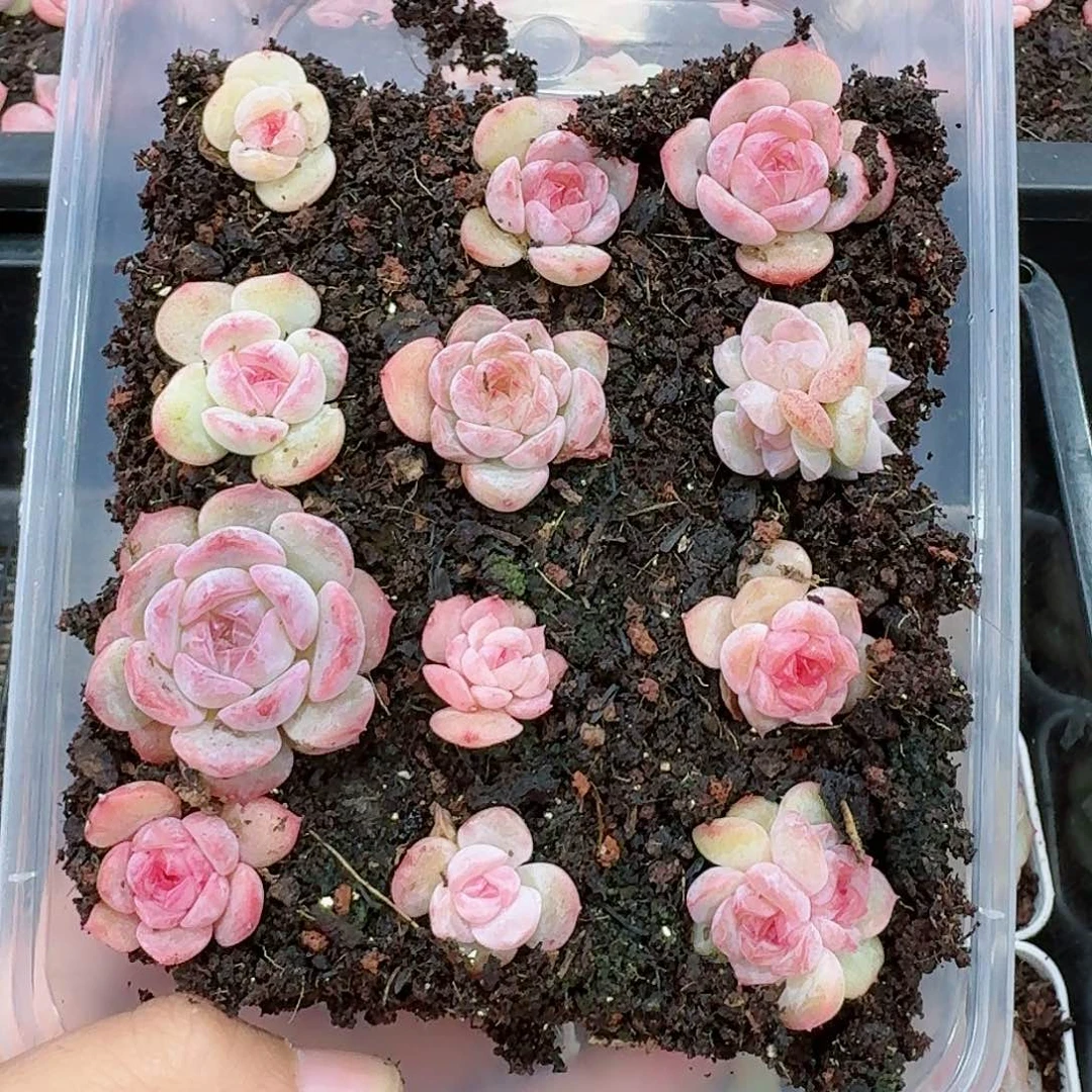 杂交新品珍妮多肉139