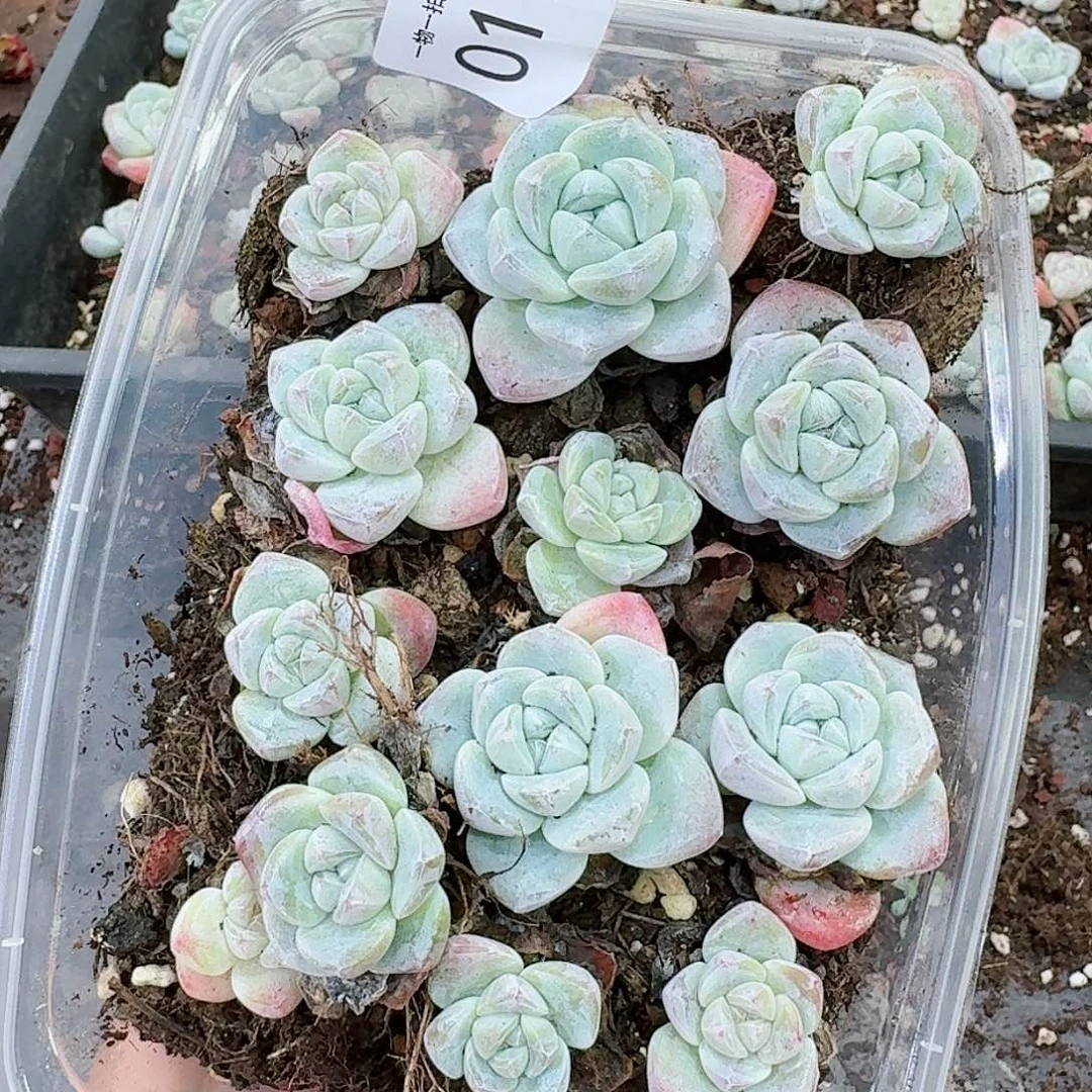 杂交新品珍妮多肉193
