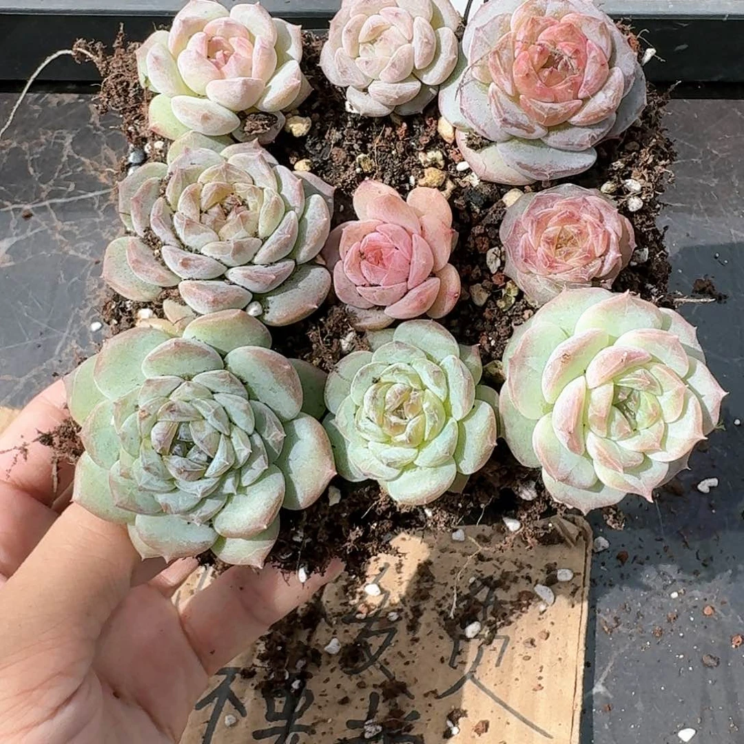 杂交新品珍妮多肉70