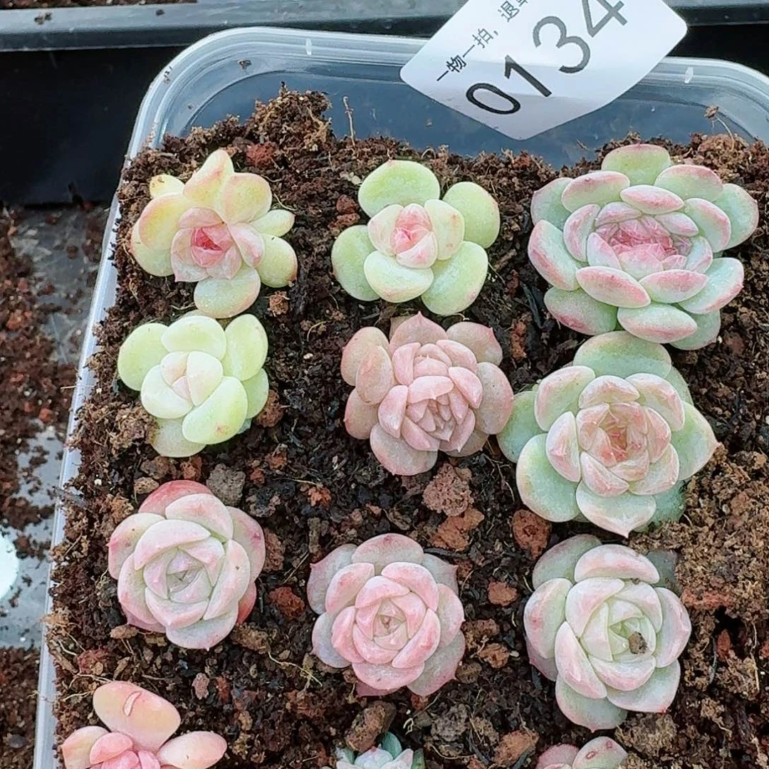 杂交新品珍妮多肉134