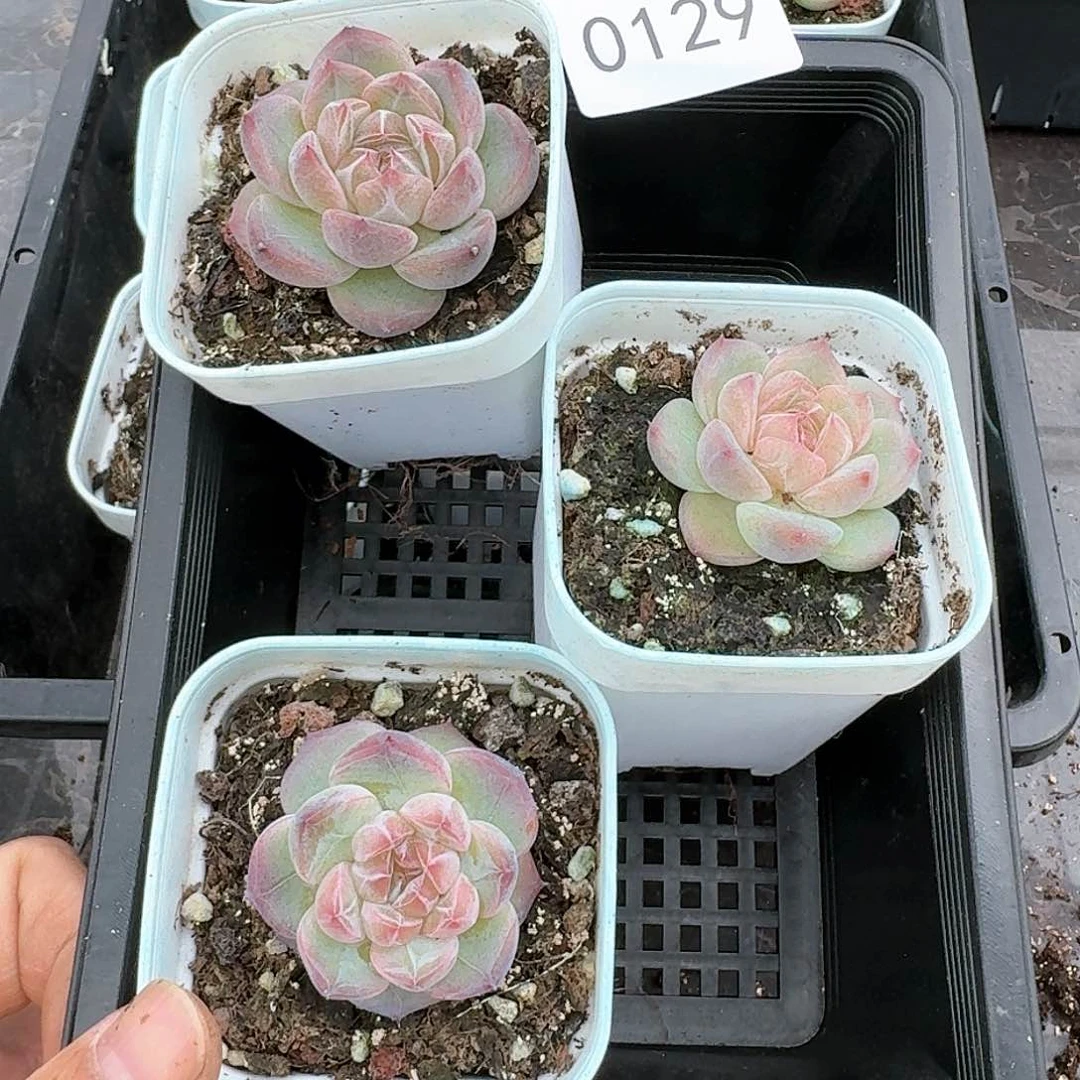 新品杂交珍妮多肉129