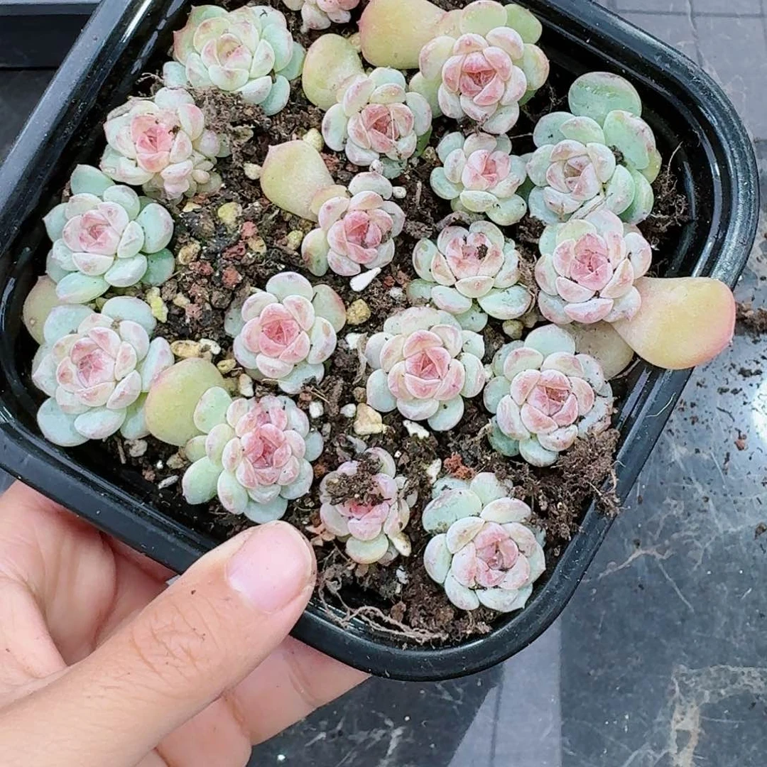 杂交新品珍妮多肉121