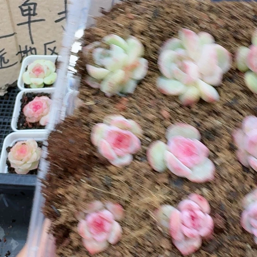 杂交新品珍妮多肉187