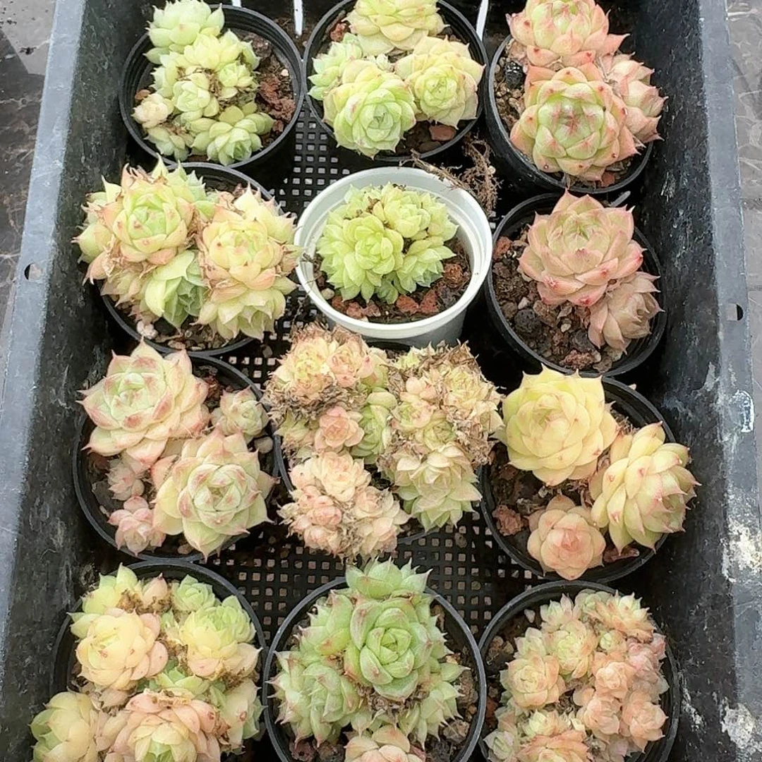 杂交新品珍妮多肉77