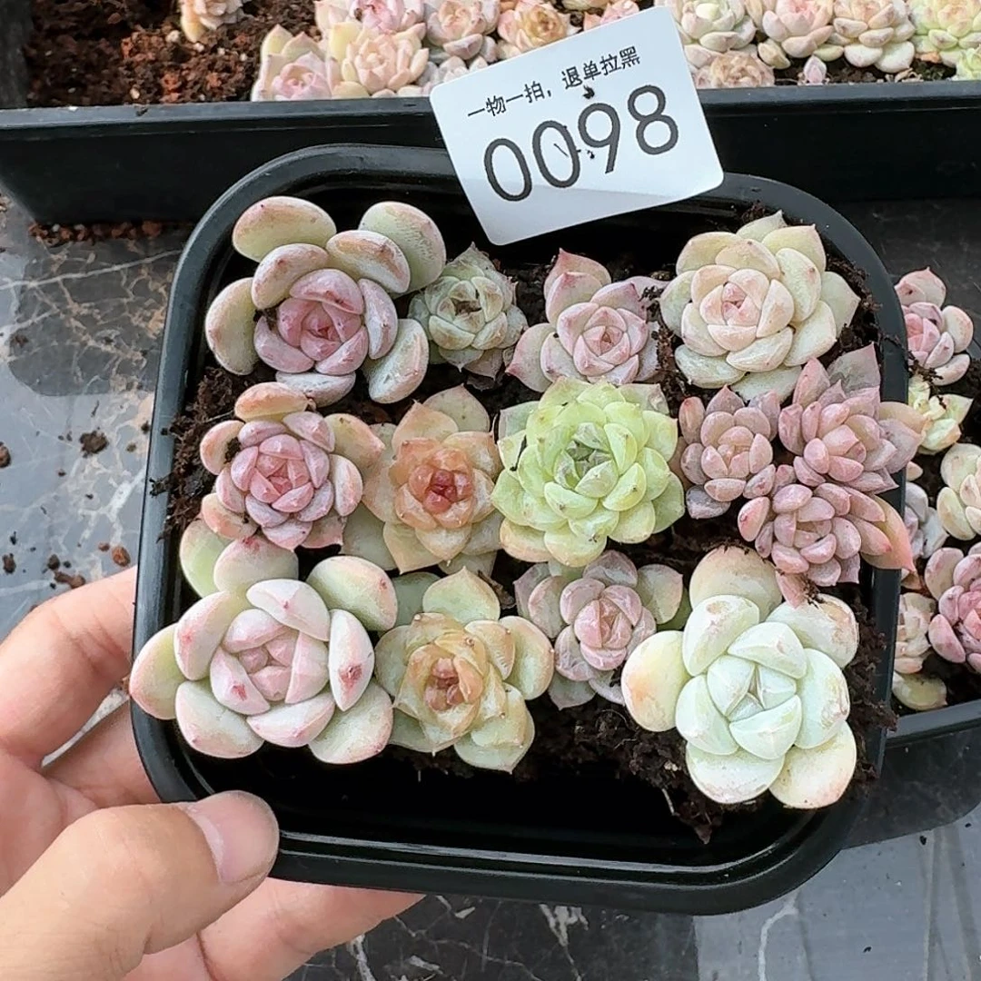 新品杂交珍妮多肉98