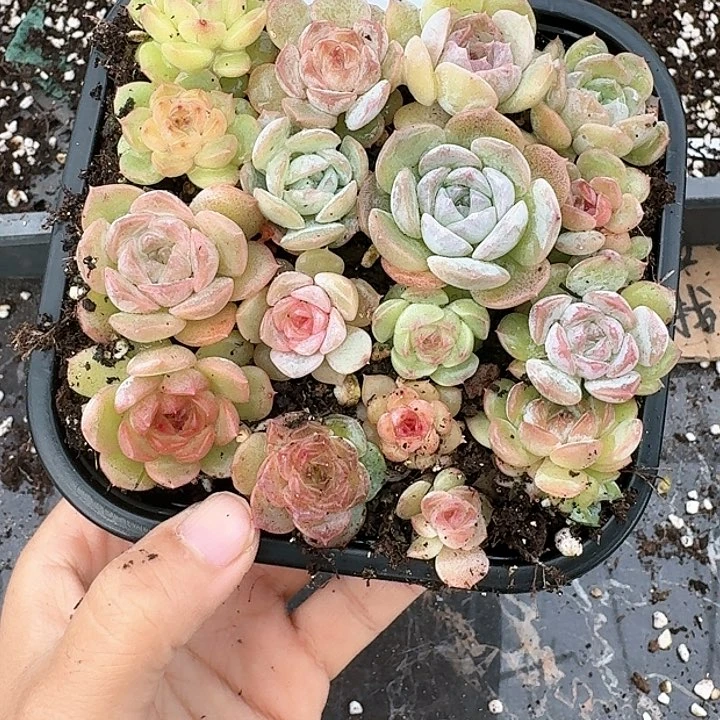 杂交新品珍妮多肉47