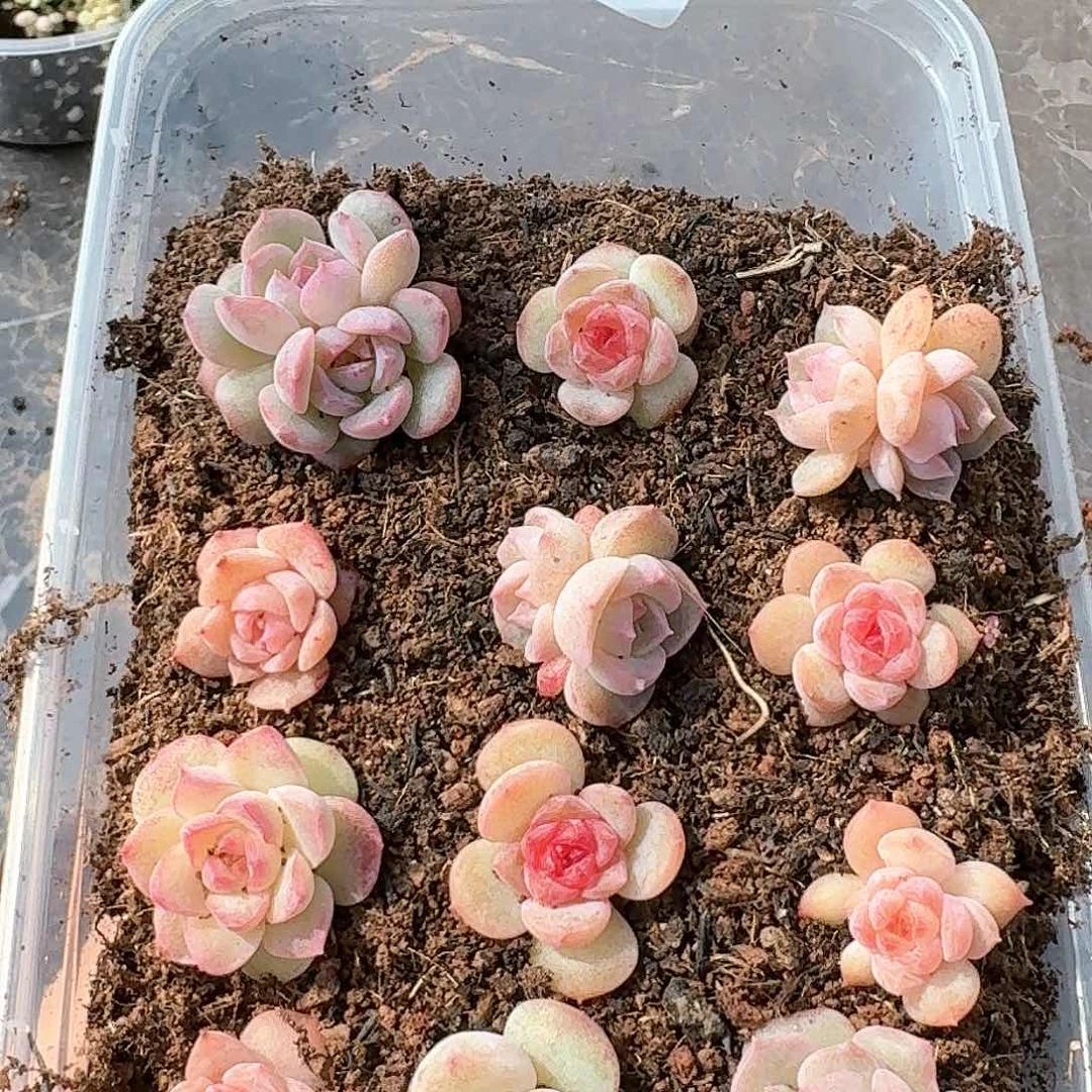 杂交新品珍妮多肉93