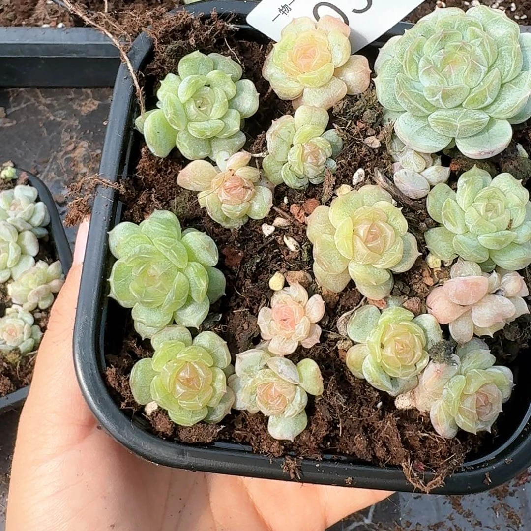 杂交新品珍妮多肉36