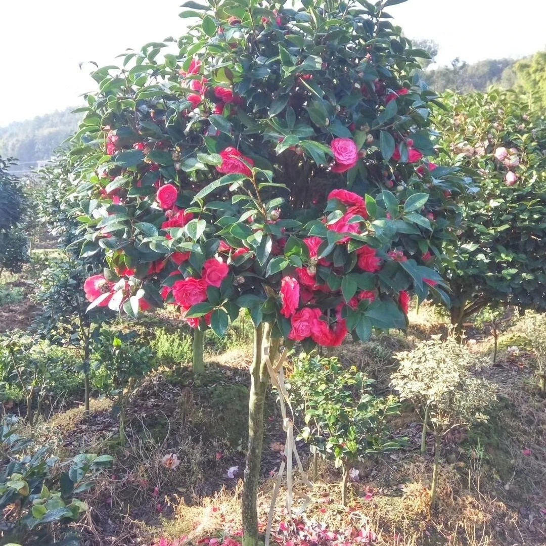 大红赤丹茶花树老桩