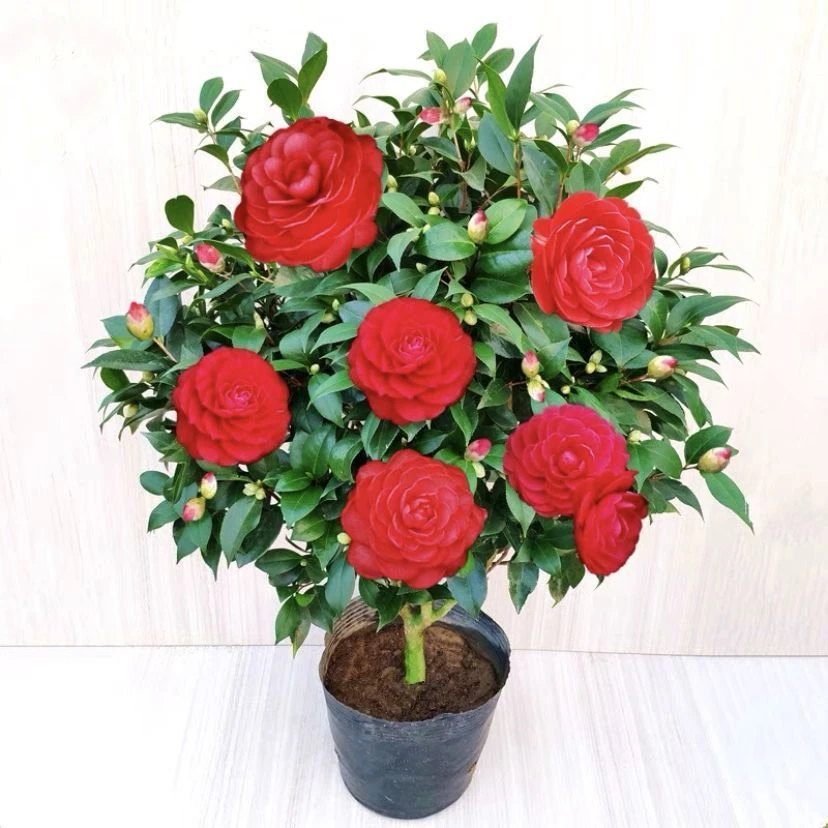 茶花树苗大红赤丹带花苞六角大红室内外植物