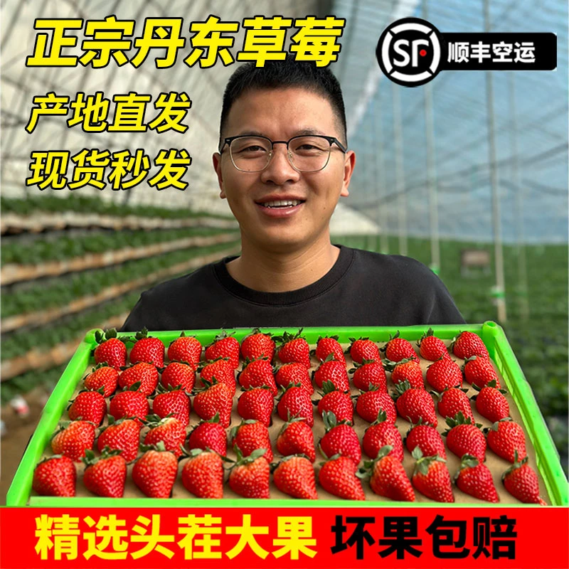 【现货秒发】正宗丹东99草莓牛奶九九现摘现发孕妇宝宝水果空运包邮