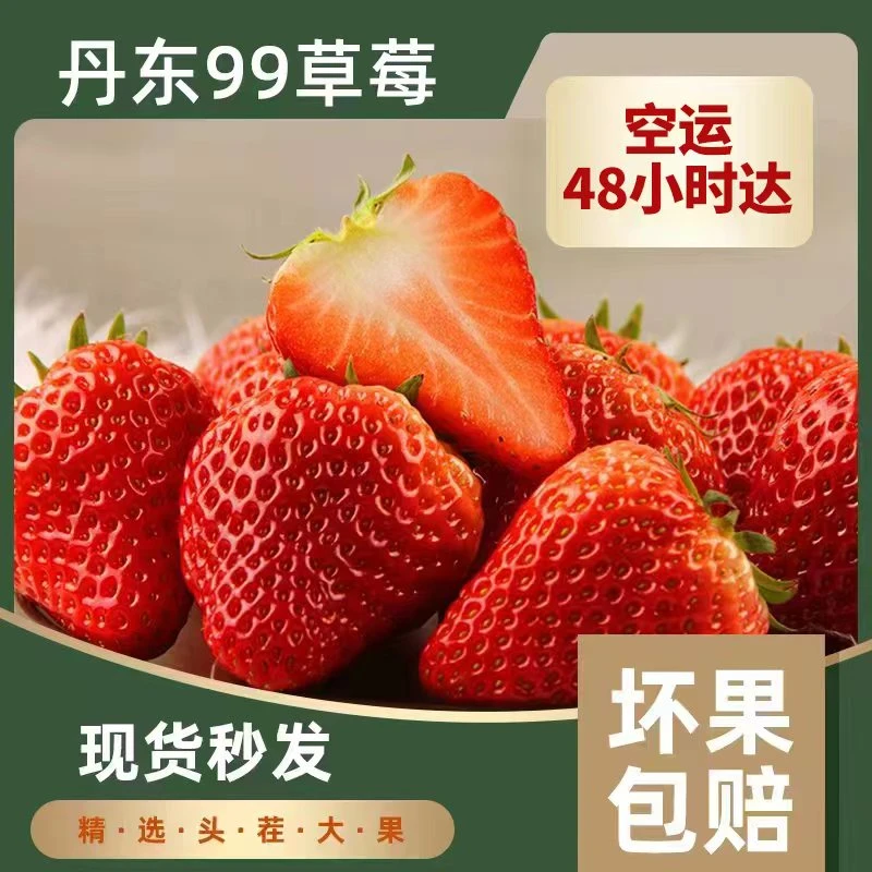 【现货】丹东99草莓特大果现摘现发牛奶孕妇新鲜应季水果顺丰空运