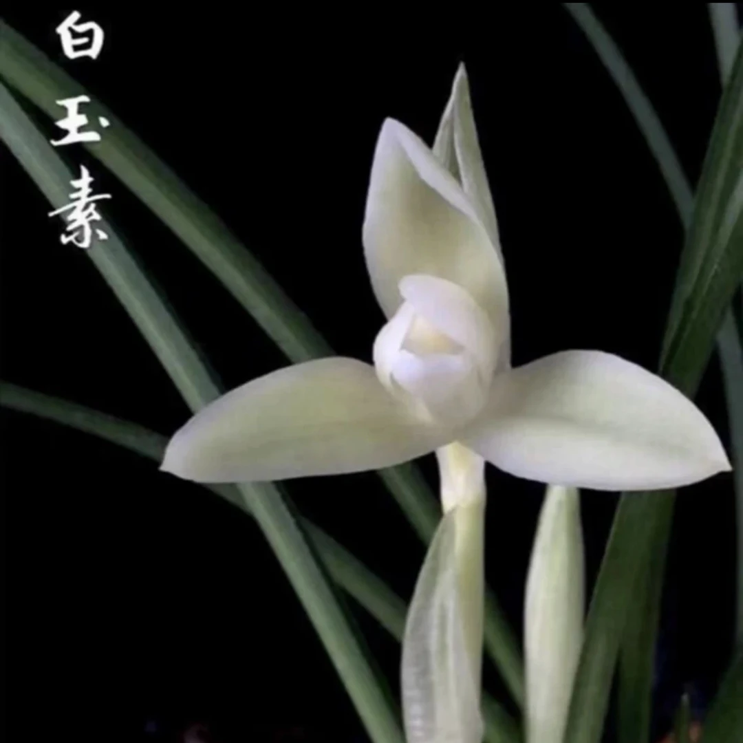 春兰白玉素兰花邱邱唐正品兰花