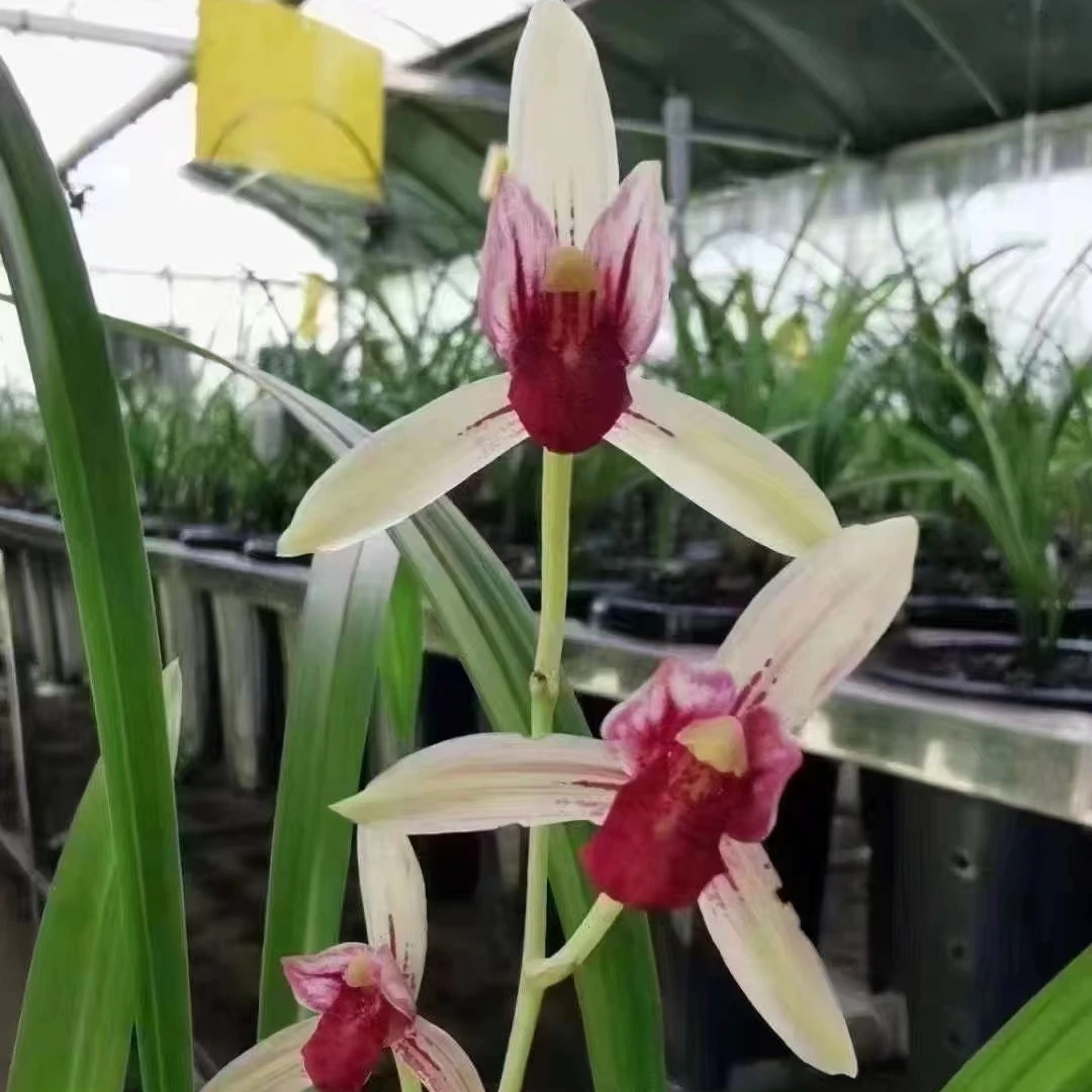建兰佛光红素兰花邱邱唐
