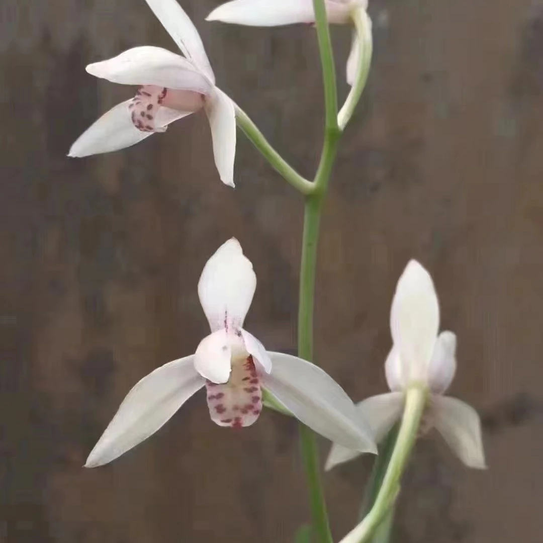 建兰白如玉兰花邱邱唐