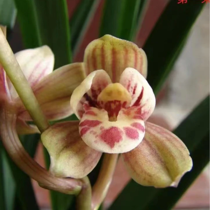 建兰天一荷兰花邱邱唐