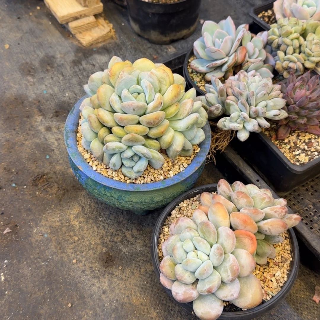 恭喜发财万事如意