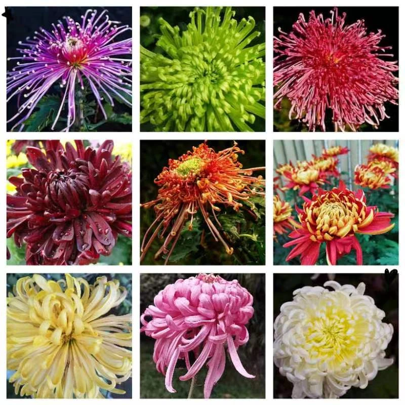 菊花苗秋菊乒乓球菊千头四季菊九月金丝种室内外花卉品种混搭苗