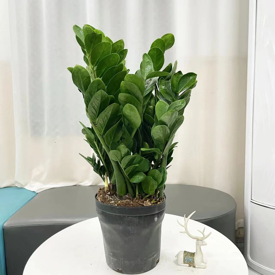 【粤新园艺】圆叶金钱树鲜活自然绿植实物室内客厅（原盆破损不售后）