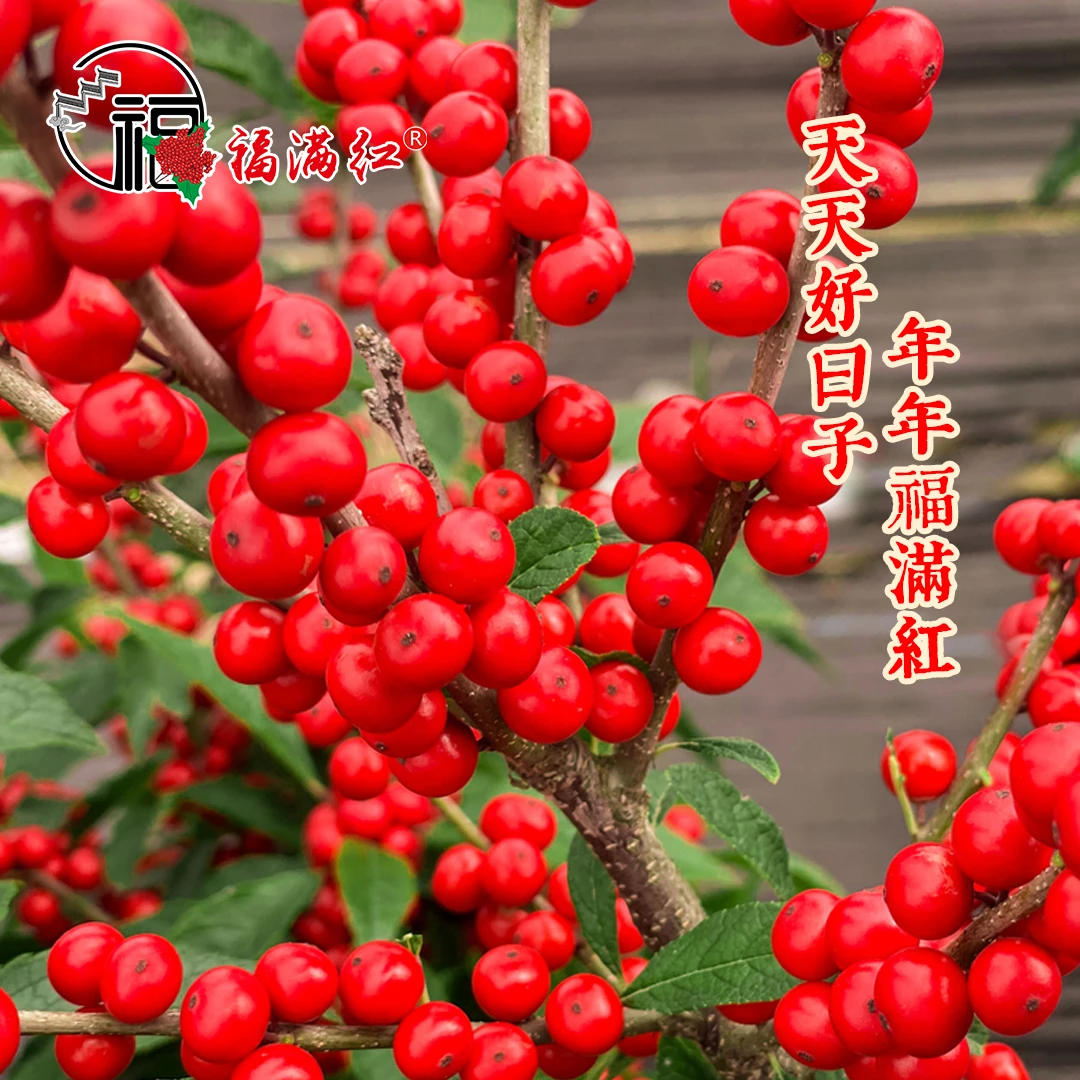 【福满红】北美冬青40cm发财果鲜切花年宵花室内花卉红果子