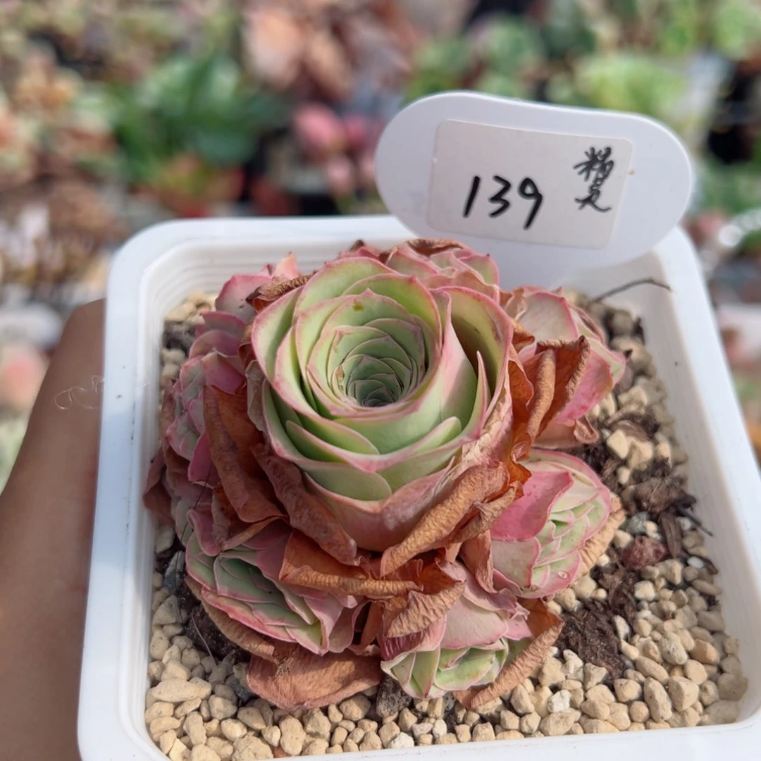 139蜜桃精灵手捧花。