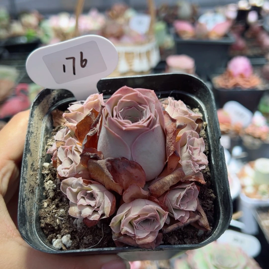 176耶帕手捧花蕾丝边。