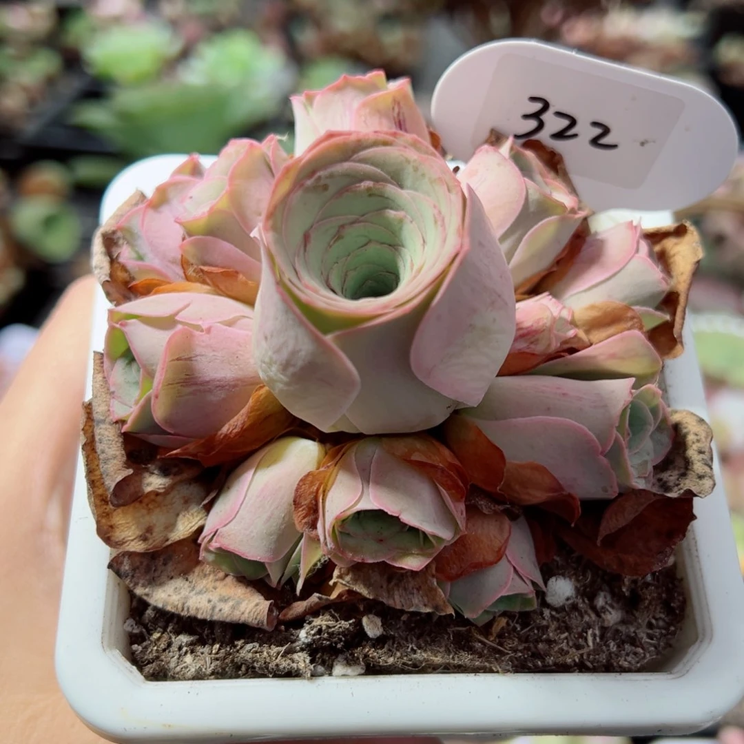 322桃帕双层手捧花。