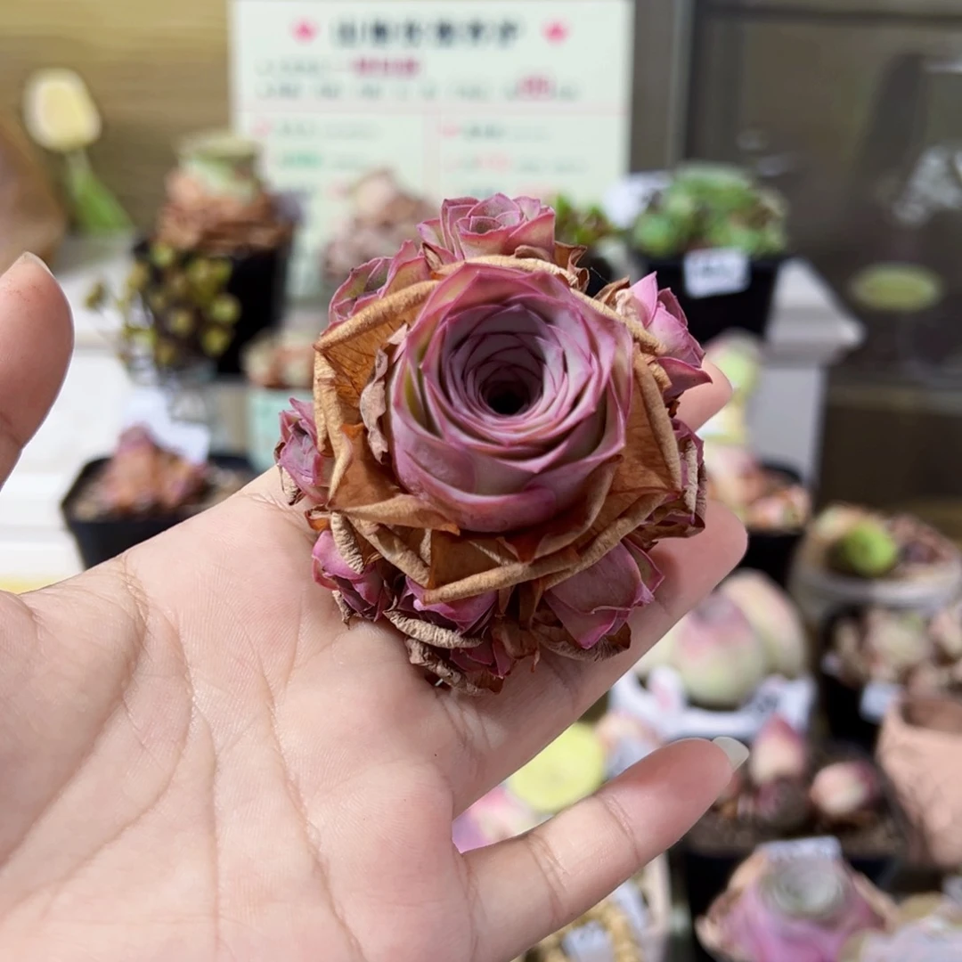 暖*126蜜桃精灵手捧花。