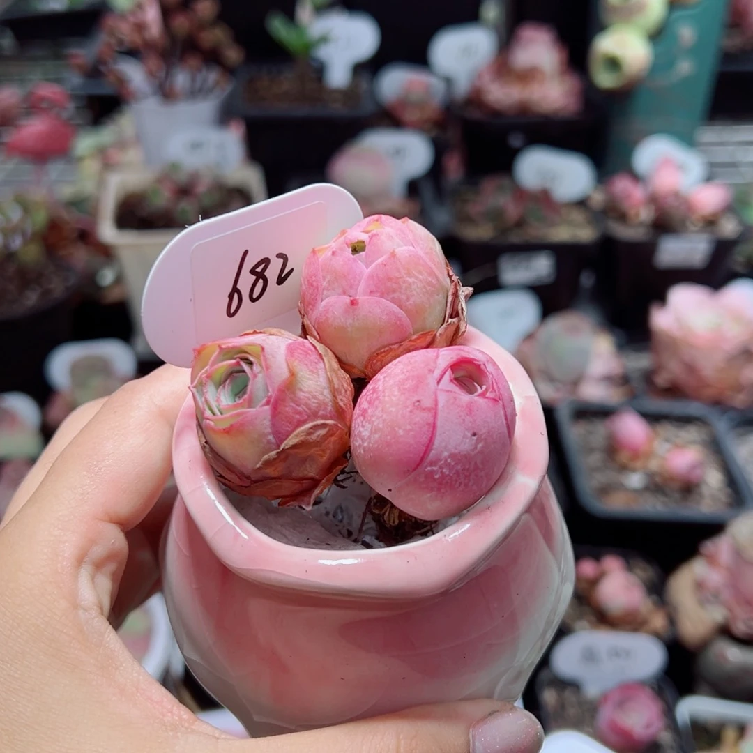 682野帕两颗➕天籁三颗组合