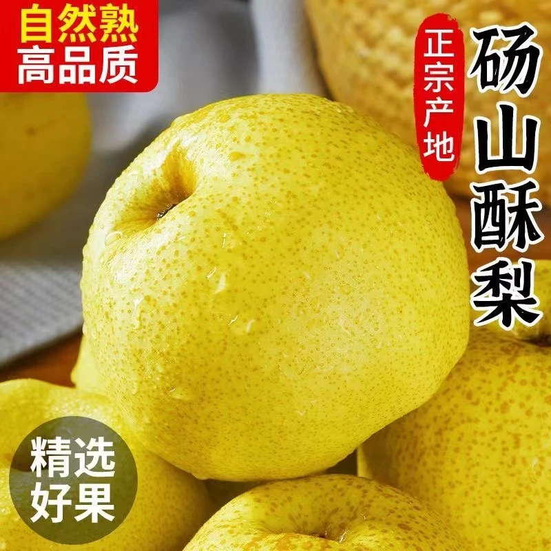 【正宗砀山酥梨】老梨树皮薄多汁新鲜采摘应季水果黄皮梨5/9斤香甜