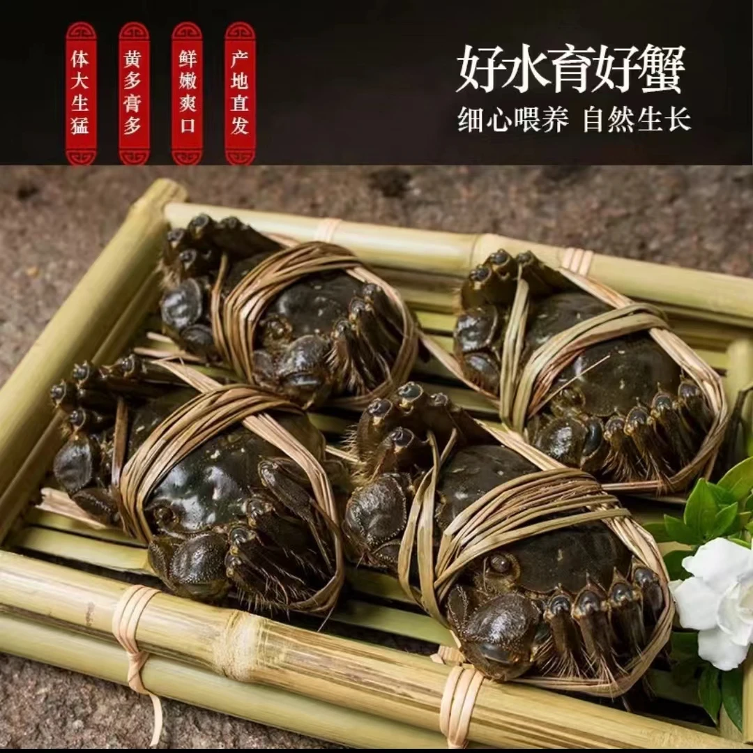洪泽湖螃蟹公蟹2.7-3.0两母蟹2.3-2.6两5只到手10只顺丰包邮
