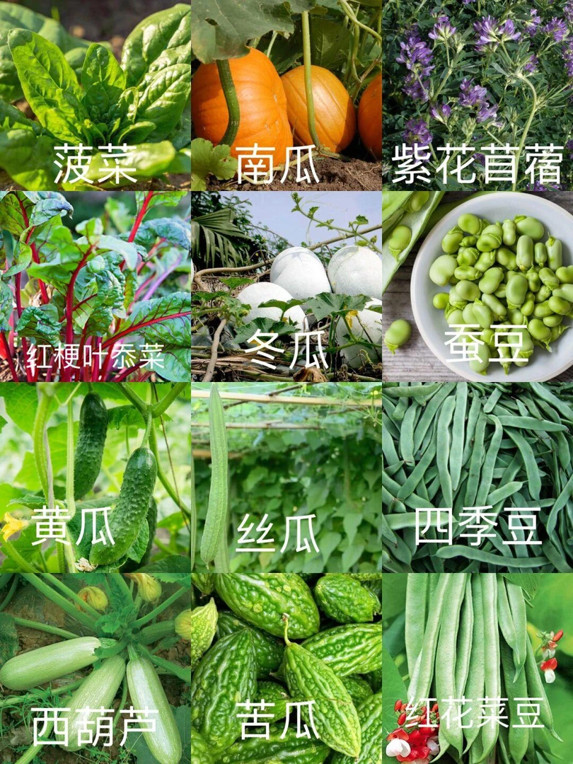 农家自种蔬菜统一链接